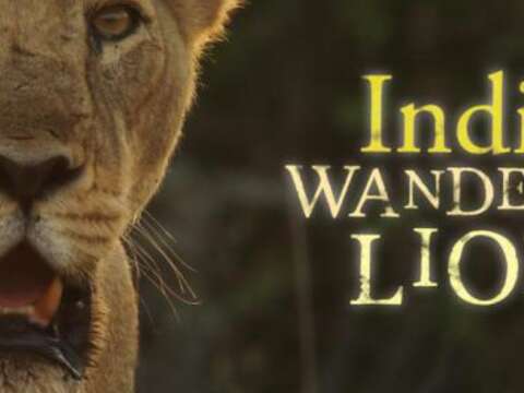 「印度遊獅」探討人與獅子和平共存的可能性