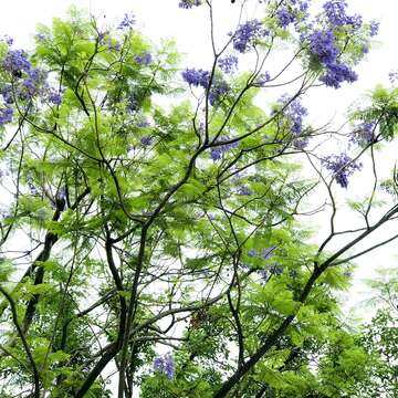 藍花楹高大，高可達15公尺以上