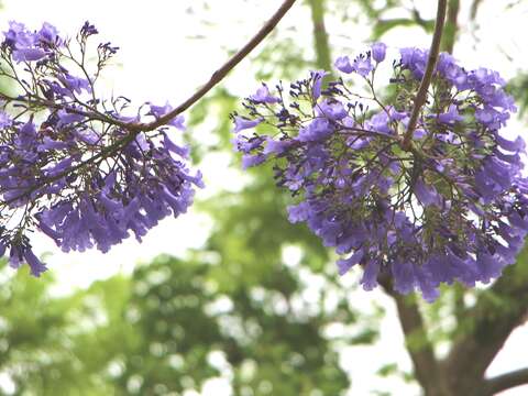 春天開花，花朵著生於枝條，花序密集
