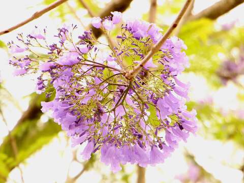 串串藍紫色小花，為春天染上夢幻的色彩