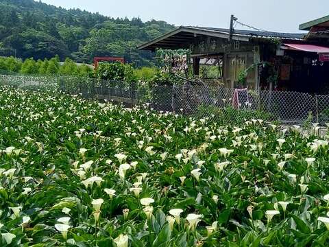 Hydrangeas Bloom to Follow White Calla Lily Flowering Period at Zhuzihu