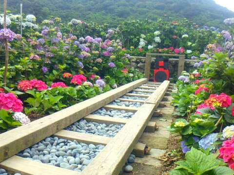 財福海芋田
