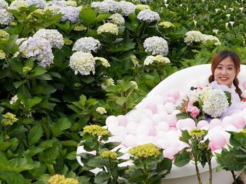 花谷海芋園