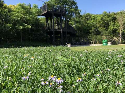 内双溪自然センターのムラサキクンシラン即將盛開