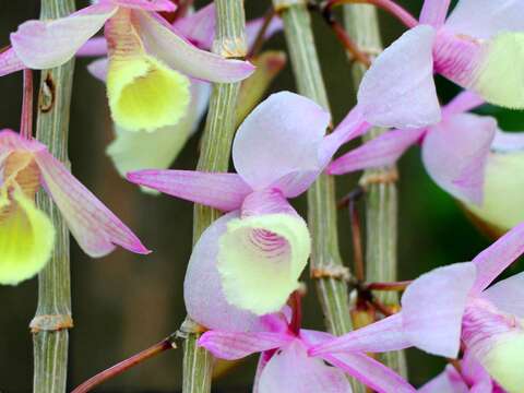 新生公園出現紫瀑布!? 石斛蘭卯起來開花