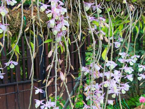 新生公園出現紫瀑布!? 石斛蘭卯起來開花