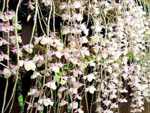 新生公園出現紫瀑布!? 石斛蘭卯起來開花