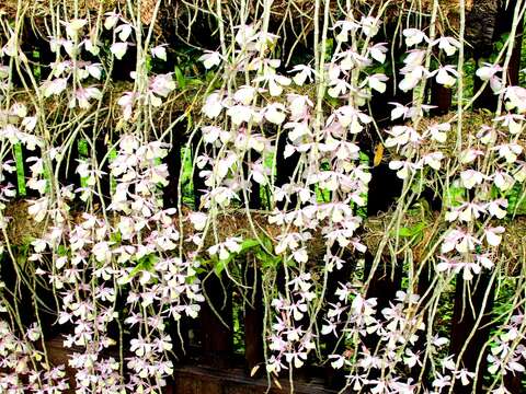 新生公園出現紫瀑布!? 石斛蘭卯起來開花