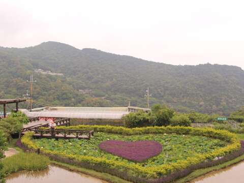 白石湖同心池香彩雀盛開