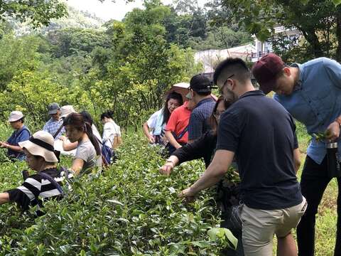 採茶體驗（資料照片）