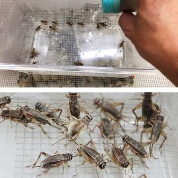 保育員為高冠變色龍媽媽，送上營養豐富的月子餐，食材內容包括沾滿鈣粉與維他命D的蟋蟀