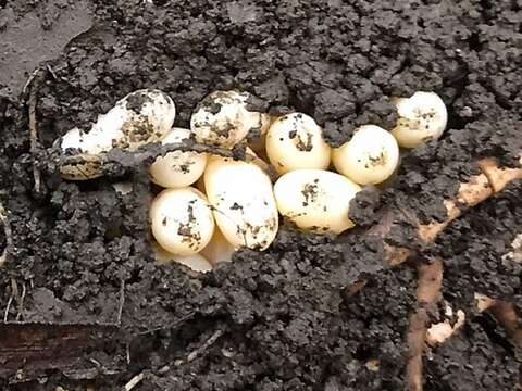 眼尖的保育員從母高冠變色龍頭上沾滿泥土，推斷她已經將蛋產在辛苦挖掘好的土洞中