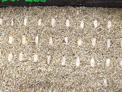 照料好新手媽媽之後，保育員也小心翼翼地將埋在土洞中的卵挖出，移到特定的容器中存放