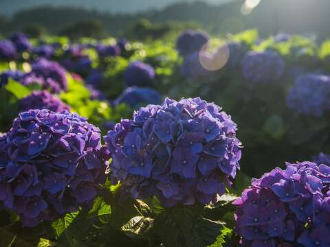 歡迎來竹子湖賞繡球花。