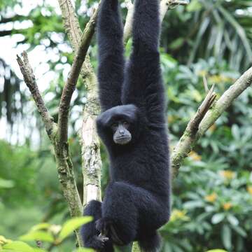 大長臂猿在自然生態保育聯盟IUCN紅皮書中，被列為瀕危物種（詹德川攝）