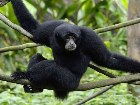 如果大小朋友來到亞洲熱帶雨林區看到戶外活動場有2隻「大長臂猿」，牠們應該就是「泰山」、「大樹」父子檔（詹德川攝）