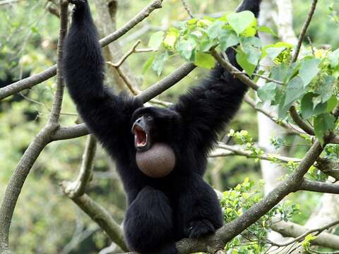 大長臂猿溝通頻繁〜熱帶雨林區典型叫聲（詹德川攝）