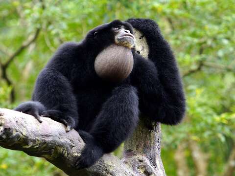 動物園內頗具代表性與震撼力的叫聲，就是來自「大長臂猿」家族的傑作！（詹德川攝）