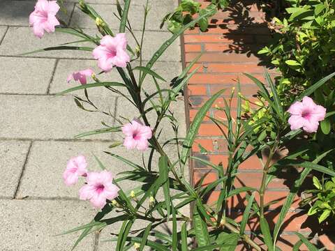 沿路常可看見翠蘆莉優雅穿梭於花臺上 或與其它植物共生