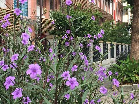 整排開滿藍紫色的翠蘆莉 像座小型英式花園 美呆了