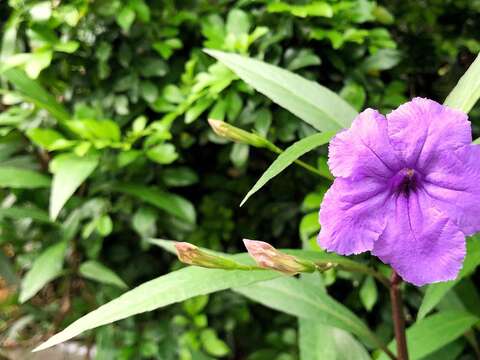 翠蘆莉別名紫花蘆利草、藍花草、日日見花