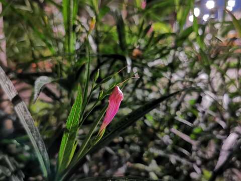 野花的逆襲 庭園造景最愛翠蘆莉