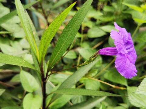 花冠喇叭形 花梗自葉腋間伸出