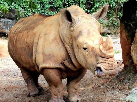 另外要特別提醒大家，臺北市立動物園自108年6月19日（三）起至108年6月28日（五）止，共10天不對外開放唷！