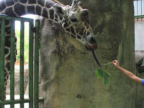 暑期動物園營隊超夯-揭開動物神秘的面紗