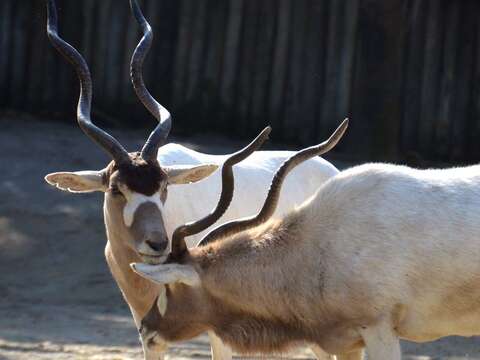 有別於非洲草原上常見的羚羊，弓角羚羊主要生活在沙哈拉沙漠
