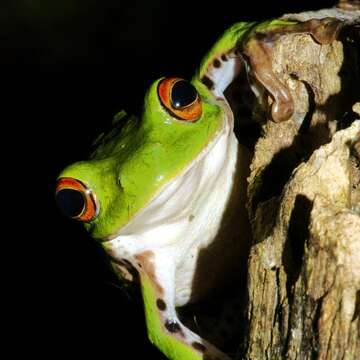 保育員在洗竹葉時，常常有機會發現可愛的「莫氏樹蛙」藏在竹葉裡（詹德川攝）