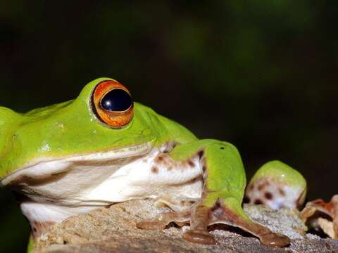 遠從花蓮而來的「箭竹」，保育員清洗箭竹葉時，常常會發現一種綠綠的樹蛙-莫氏樹蛙（詹德川攝）