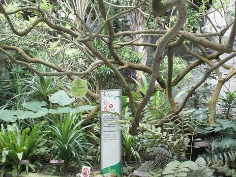 圖/台北典藏植物園