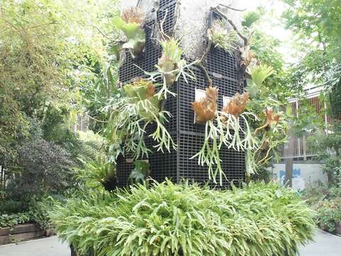 圖/台北典藏植物園
