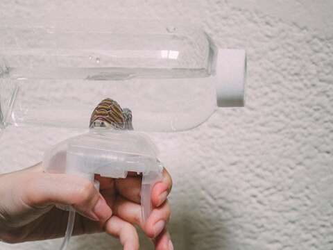 親子消暑趣 DIY寶特瓶水槍