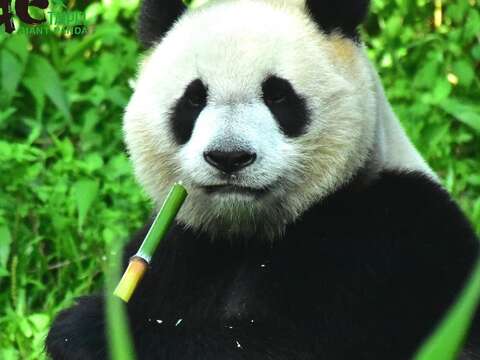 大家若是捨不得和可愛的動物們分別太久，這個星期六、日（615、16兩日）還可以來看我們唷！（「圓仔」）
