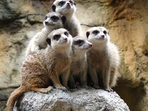 動物園大門入口改頭換面~「電子化收費系統」即將登場!