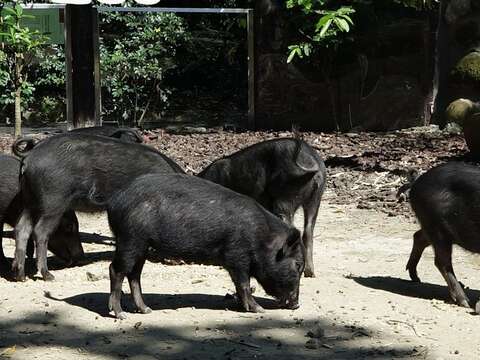 動物園逾百年來首次_今起「不對外開放」10日