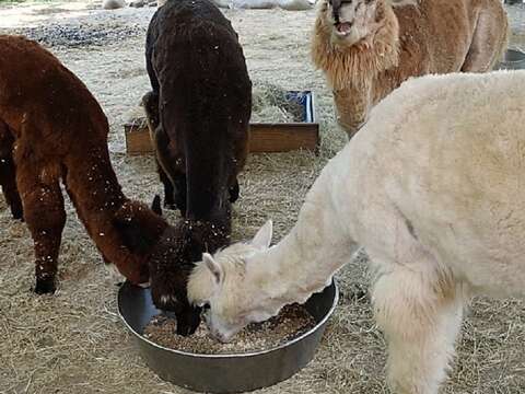 動物園逾百年來首次_今起「不對外開放」10日