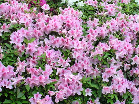 八萬株杜鵑將齊爆發 花王在陽明公園
