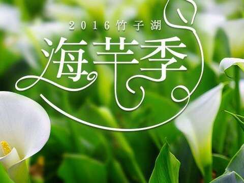 竹子湖海芋季交通管制 請搭乘公車上山賞花！