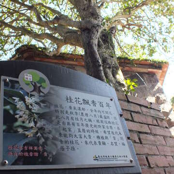 照片18桂花飄香，感受陽光照射樹蔭微涼風