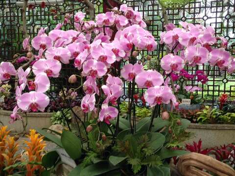 蘭花蘭花我愛你 士林官邸訴情衷