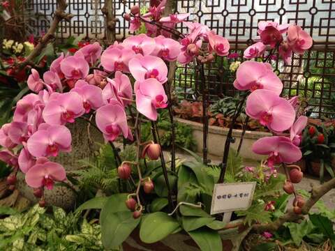蘭花蘭花我愛你 士林官邸訴情衷