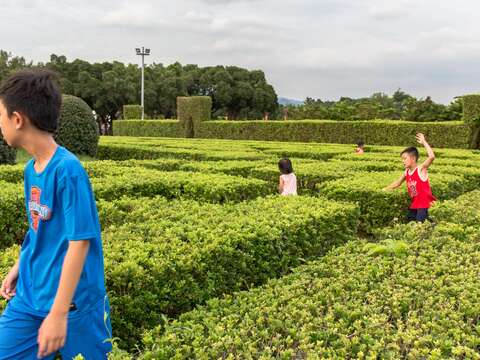 一群小朋友們正在樹蘭花叢間快樂地玩起躲貓貓