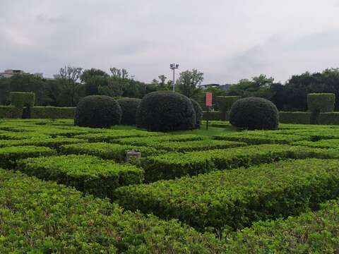 隱藏在花博公園的樹蘭迷宮花園