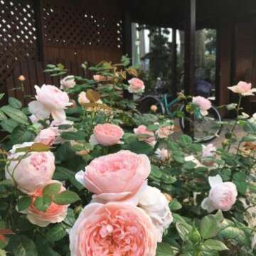 2019春季玫瑰展