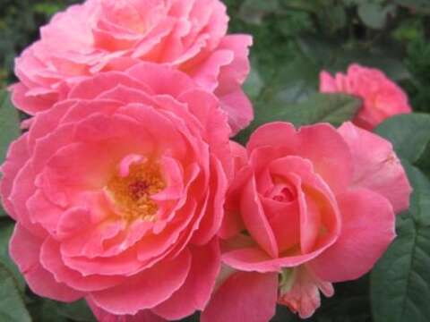 2019春季玫瑰展