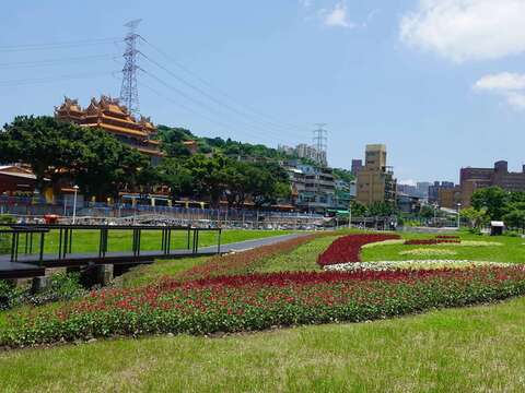 夏季限定 關渡碼頭花海活力綻放