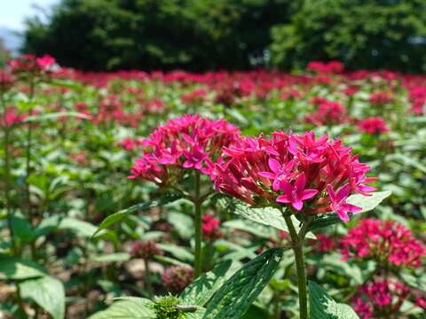 運用1萬3,203夏季草花組成花海